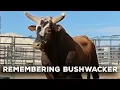 Remembering Bushwacker The Greatest Bucking Bull of All Time