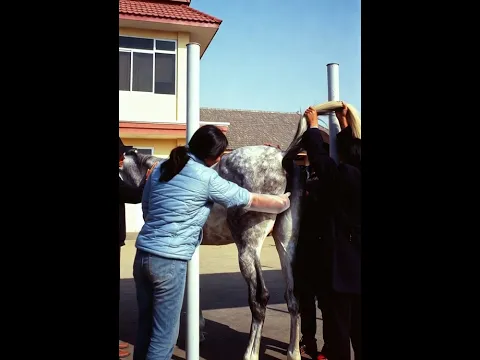 Why Vets Do This During a Horse Checkup 🐎💉 (It’s Not What You Think)