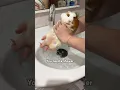 My stinky little Guinea pig needs a shower