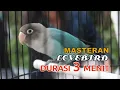 MASTERAN LOVEBIRD 3 MENIT DURASI 2 JAM