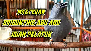 masteran srigunting abu abu gacor isian pelatuk panjang