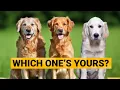 3 Types of Golden Retrievers and How to Identify Them