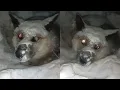 Download Lagu Frozen for days, the dog couldn’t understand why his owner did this to him