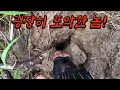 Download Lagu 위험하다!! 엄청난 번식력 모든걸 초토화 시키는 생태교란종을 잡아서 먹어보자