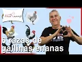 6 breeds of dwarf chickens