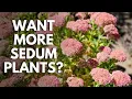 Plant Propagators Create New Sedum Plants for Free Stem Sedum Cuttings