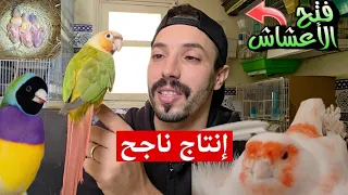 فتح الأعشاش و نمو فراخي جميلة شراء ذكر بادجي لون نادر معلومات مهمة لتجهيز جولدن فنيش 