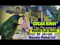Download Lagu CUCAK KINOI, TERNYATA BEGINI CARA MUDAH MERAWATNYA JADI GACOR