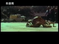 Oodako Behind the Scenes Footage King Kong vs Godzilla