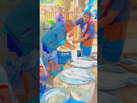 মাছের পেটের ভিতর পানি ঢুকানো হচ্ছে ওজন বাড়ানোর জন্য।  #fish
