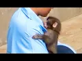 Lagu Too Clingy! Punch Refuses to Leave His Favorite Zookeeper