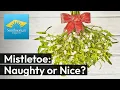 The Secret Life of Mistletoe Love Legends and Parasites