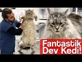 Download Lagu Kucing Raksasa yang Fantastis Maine Coon! #TheVet