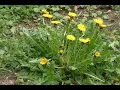 Download Lagu Timelapse Bunga kuning sedang mekar#timelapse#bungamekar#bungakuning#timelapsechanel