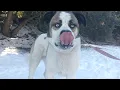 Giant Rescue Dog Hiking and Playing in Snowy Mountains California Adventure St Bernard Husky Mix