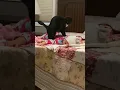 Cat Massaging Baby Do Not Miss