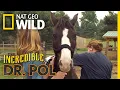 Examining a Horse for Parasites Incredible Dr Pol