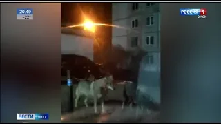 Стая волков надвигается на Омскую область