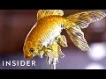 Download Lagu How Japanese Candy Art Is Made | The Making Of