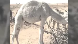 قصيدة نبراس وايل لشاعر عبدالله الجعفري دندنها