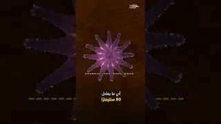 تاج الأشواك قاتل المرجان دندنها