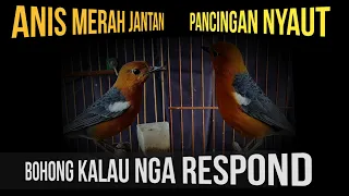 Download ANIS MERAH JANTAN PASTI NYAUT ,pancingan dan Terapi sahut menyahut MP3