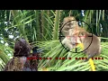 Lagu Sadis‼️Tembak jitu raja kera yang meresahkan//Berburu kera liar #part 02