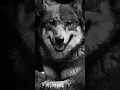 Download Lagu A lone wolf with is mission.#motivation #mindset