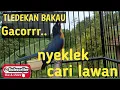 TLEDEKAN BAKAU GACOR NYEKLEK