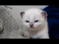 2 Weeks Old Siamese Kitten