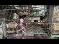 Poor little baby monkey hoping someone will adopt it at The Animal Market