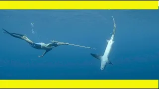Saving the THRESHER SHARKS.(Learning By Doing Ep160)