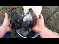 Washington State Clam Identification