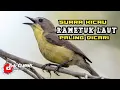 Download Lagu Suara Asli Burung Rametuk Laut / Siur . Ampuh Untuk PIKAT Dan PANCING BUNYI