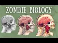 Zombie Biology Explained The Science of Zombism