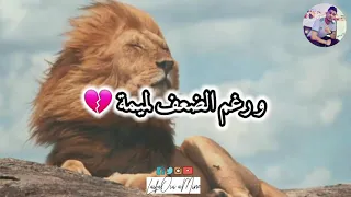 الراس مرفوع خويا عمرو ما ينزل 