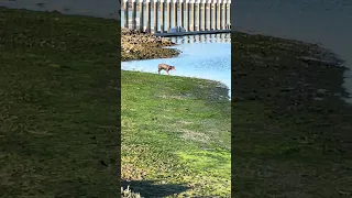 #fyp #dream #doberman #pets #vlog