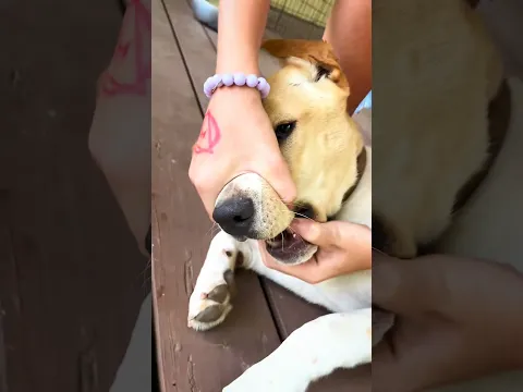 Esse inseto saiu da boca do cachorro! 😳