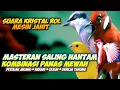 Download Lagu MASTERAN SALING HANTAM PETULAK JINGJING KENARI CILILIN GEREJA TARUNG || MASTERAN KOMPLIT LOMBA KICAU