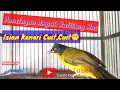 Download Lagu Pancingan Dan Masteran Kutilang Mas Isian Kenari Full Cuit,Cuit