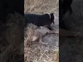 Pitbull attacks Coyote to protect Owner Pitbull and coyote fight Graphic Footage