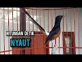 Download Lagu murai batu gacor AMPUH buat PANCINGAN murai batu agar bunyi JADIKAN burung murai gacor NYAUT