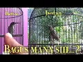 Download Lagu Pijantung Gunung dada blorok | Jantan vs Betina Bagus mana sih !!!