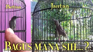 pijantung gunung dada blorok jantan vs betina bagus mana sih 