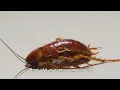 Cockroach Life Cycle