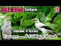 Download Lagu Masteran terbaru jalak putih gacor full isian mewah