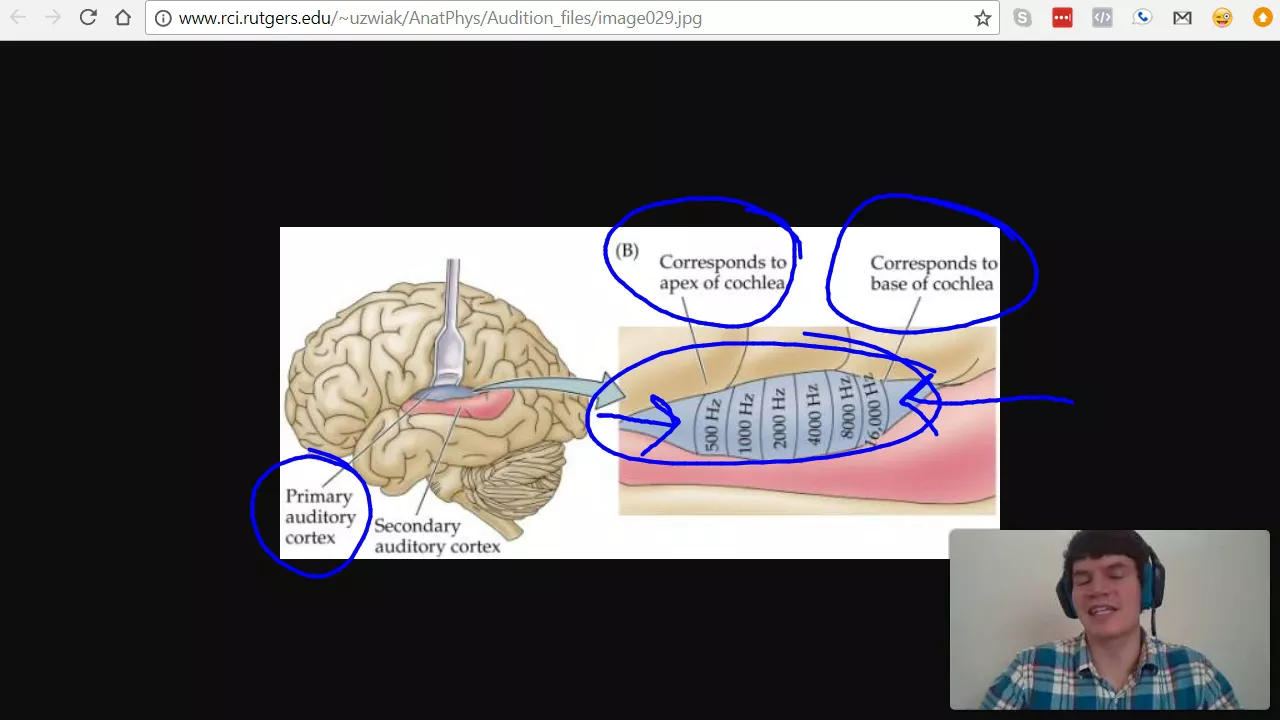 MCAT Question of the Day: Basilar Tuning and Tonotopical Mapping