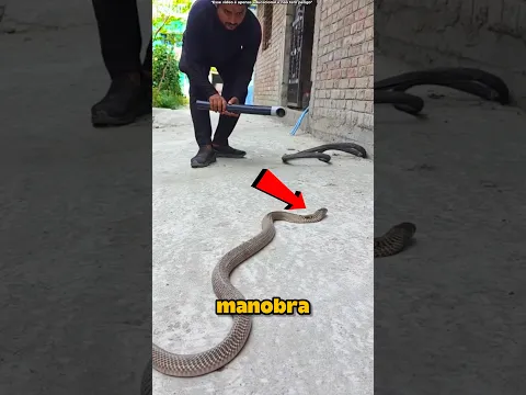 Ele RESGATOU Essa Cobra! #curiosidades #incrivel