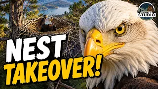 WOW Bald Eagle Takes Over the Nest Incredible Close Up Nest Cam Footage