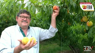 PÊSSEGO, AMEIXA E NECTARIA